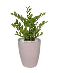 Planta Árvore Artificial Zamioculca Real Toque Verde 50cm Kit + Vaso Bege 30 cm